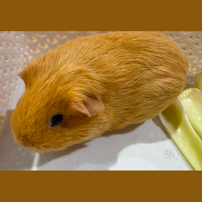 Photo of Meatball & Danish