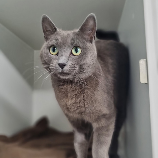 Photo of Babooshka