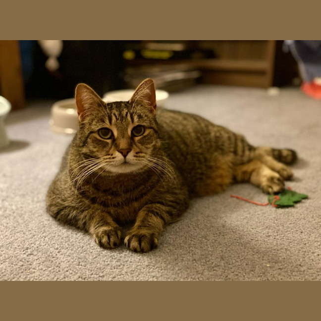 Photo of Tigg (14yrs) & Diesel (9yrs)