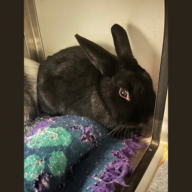 Photo of Saoirsey (Bonded To Tommy)