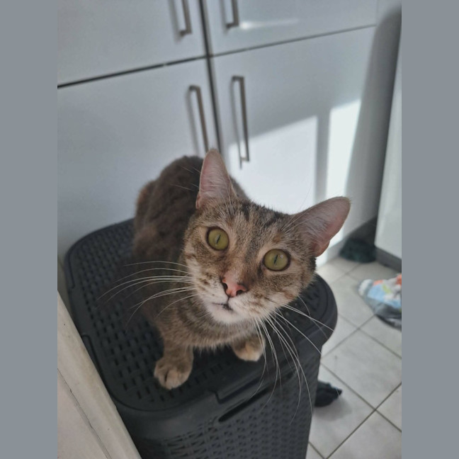 Photo of Tilly   2 Year Old Domestic Short Hair