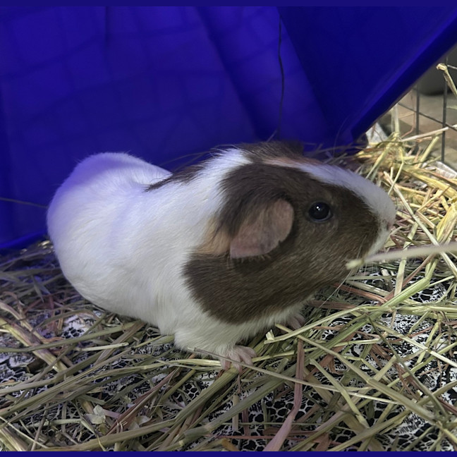 Photo of Enoki