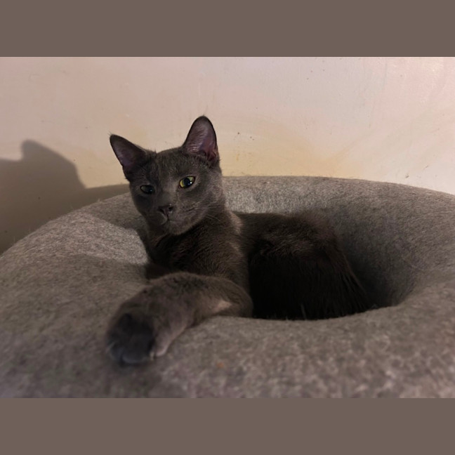 Photo of Merlin 