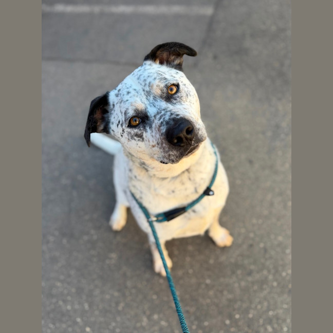 Photo of Stitch