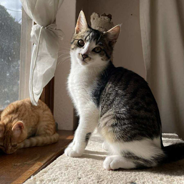 Photo of Mr White   Located In Reservoir