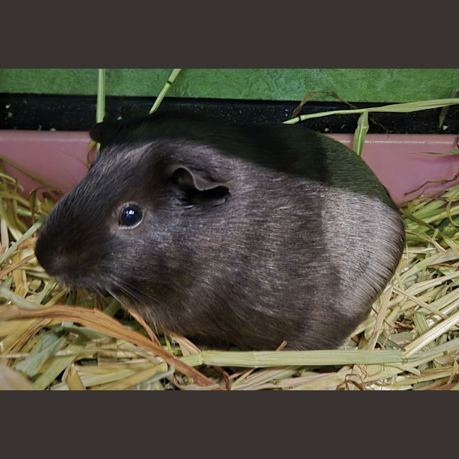 Photo of Isabella (Bonded With Alexandria)