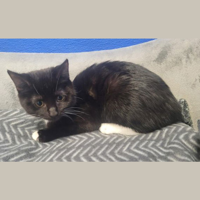 Photo of Oreo