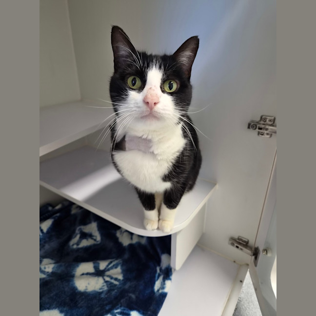 Photo of Oreo