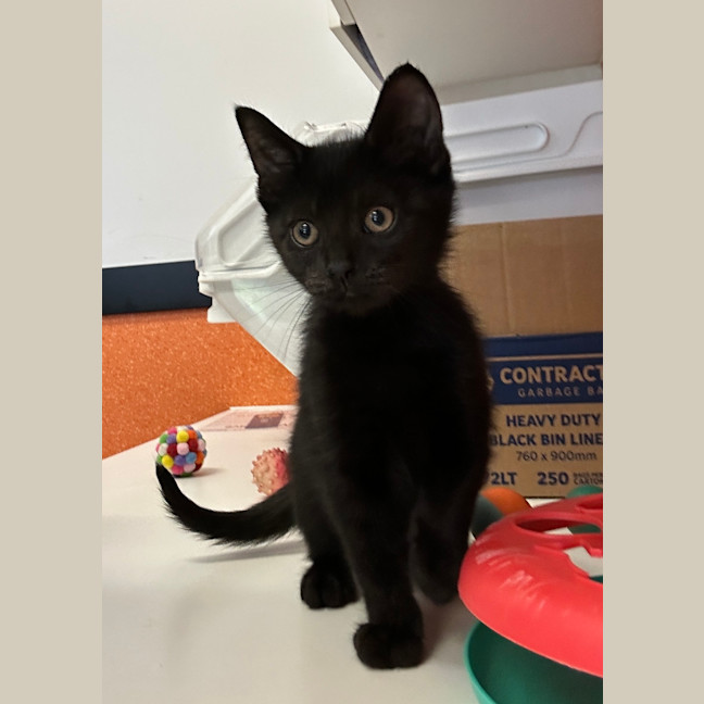 Photo of Bolt