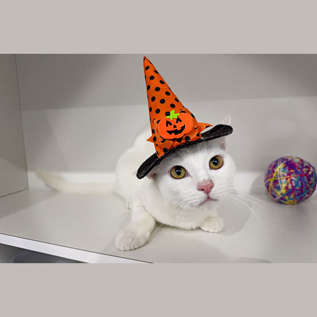 Photo of Sergeant Sesame