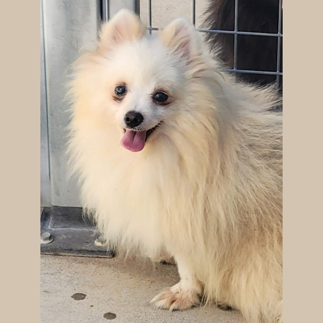 Photo of Mochi
