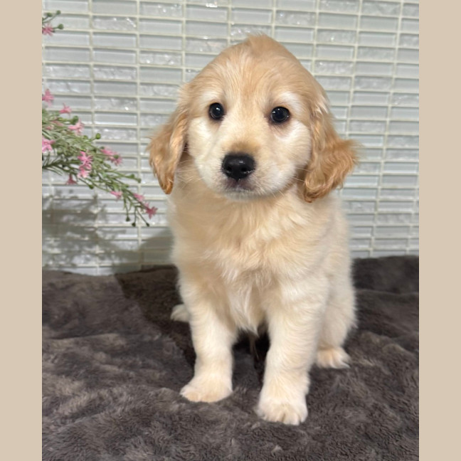 Photo of Biscuit