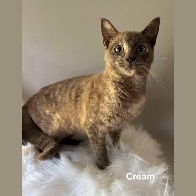 Photo of Cream