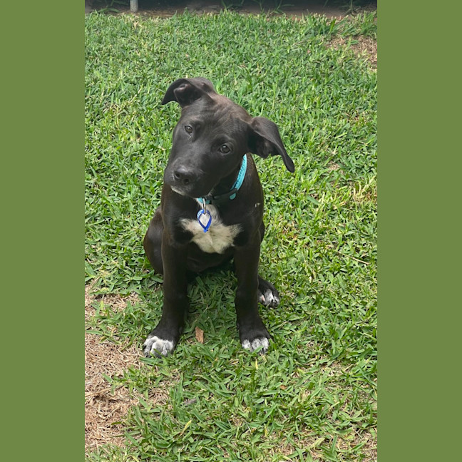 Photo of Socks   3 Month Old Bull Arab X Kelpie