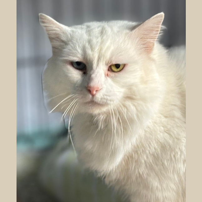 Photo of Atticus