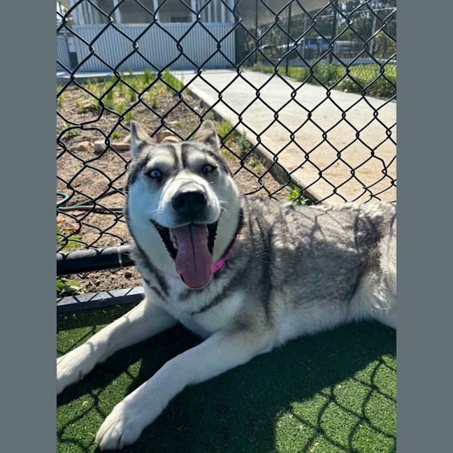 Photo of Luna Imp 1868