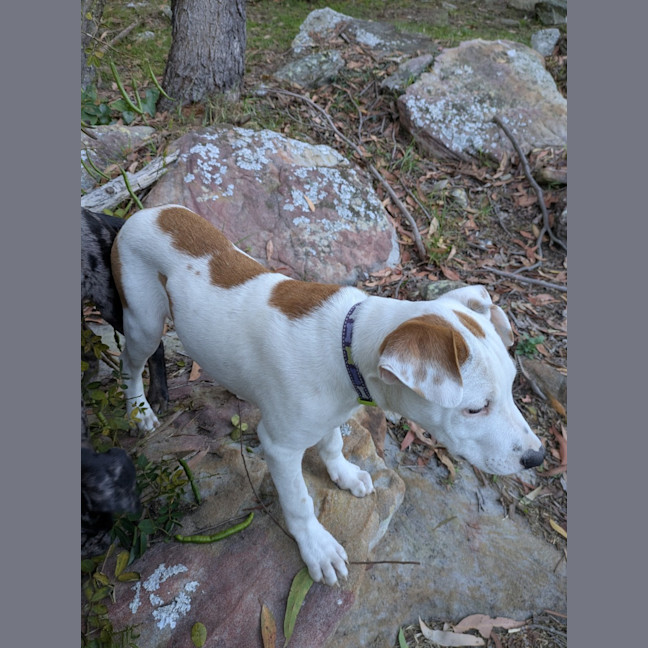 Photo of Watson