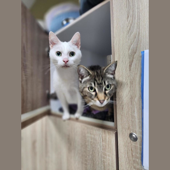 Photo of 🫶 Finn 6713 🫶