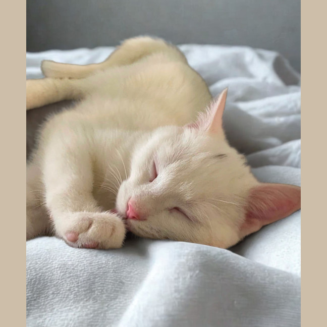 Photo of Finn