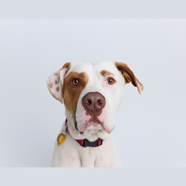 Photo of Boss