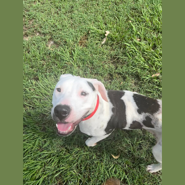 Photo of Pongo