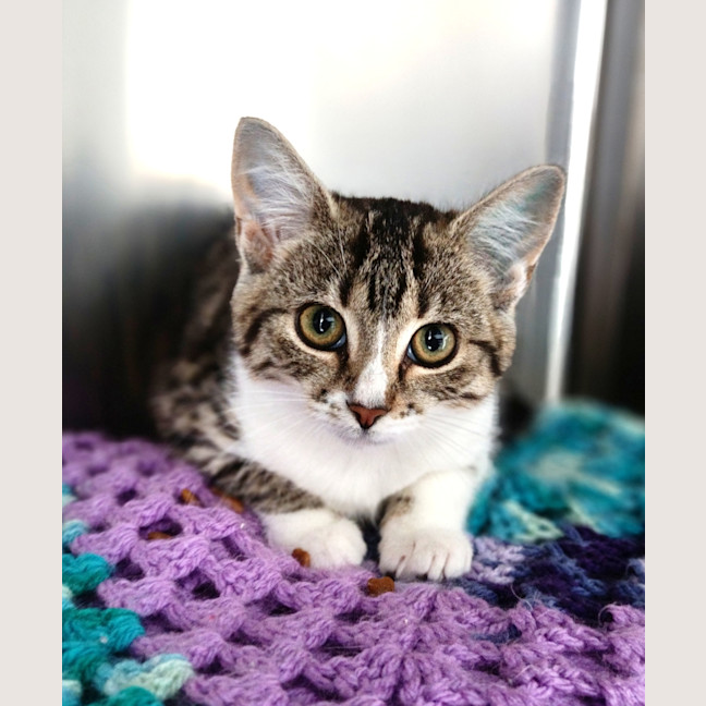 Photo of Patches Now Gypsy