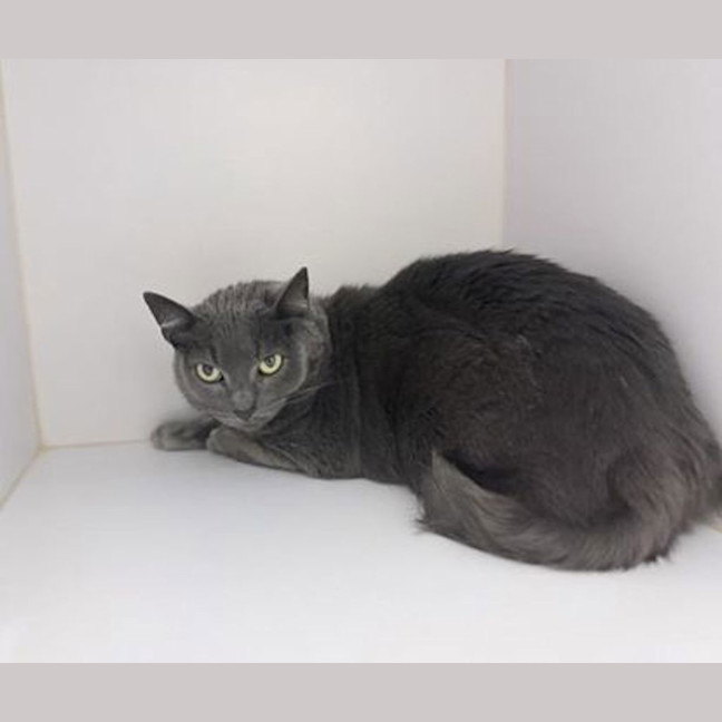 Photo of Phantom