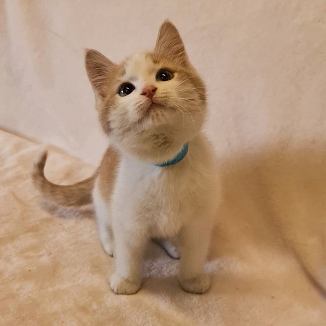 Photo of Hector