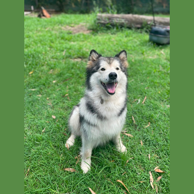 Photo of Storm (Stormie)