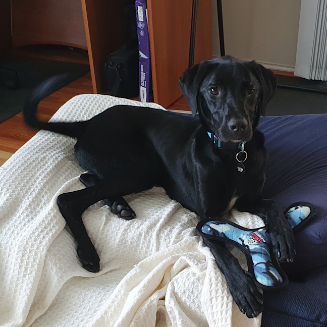 Photo of Beau 