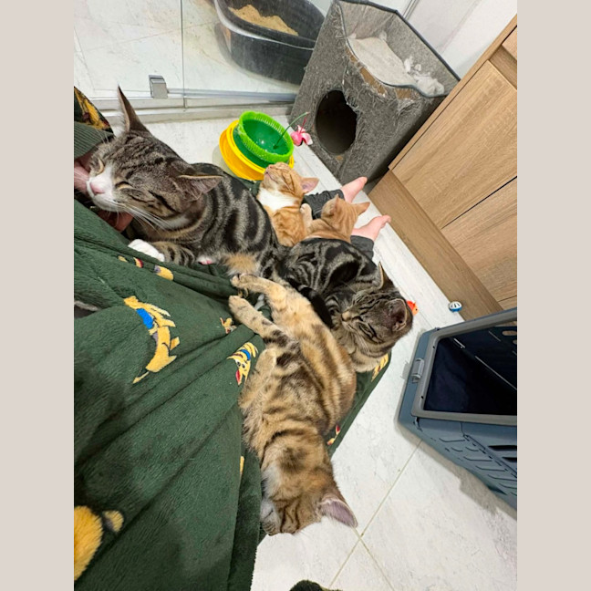 Photo of Cheezel & Milo