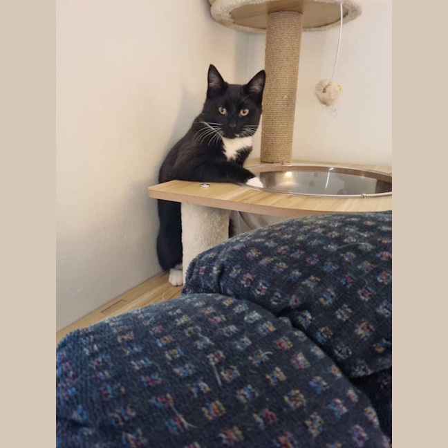 Photo of Pickles