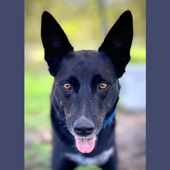 Photo of Chillie