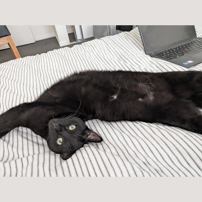 Photo of Nimzo
