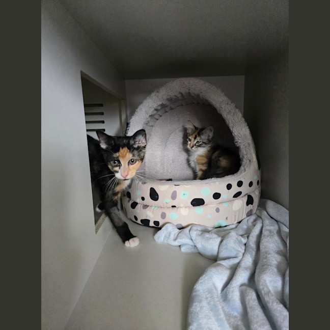 Photo of Tango *Available At Pet Stock Milperra*