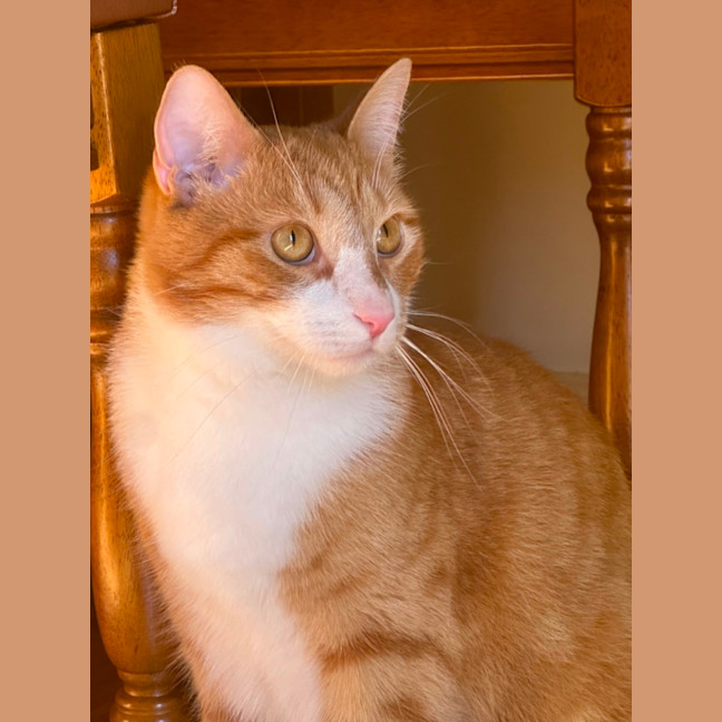 Photo of Simba  Assisted Rehome 🧡