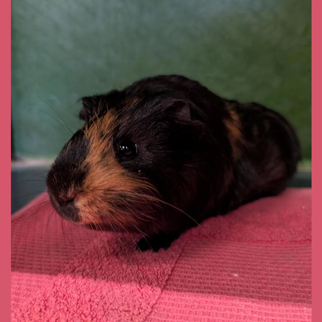 Photo of Smokey