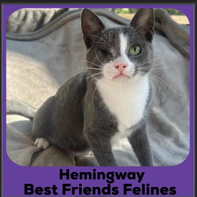 Photo of Hemingway 
