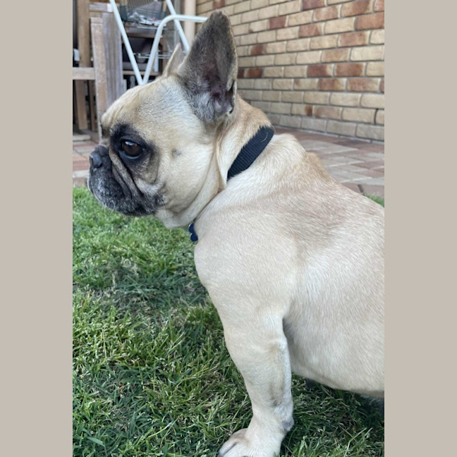 Photo of Bailey