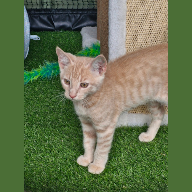 Photo of Winston (Jnr)