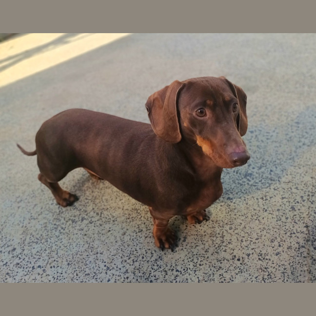 Photo of Roofus