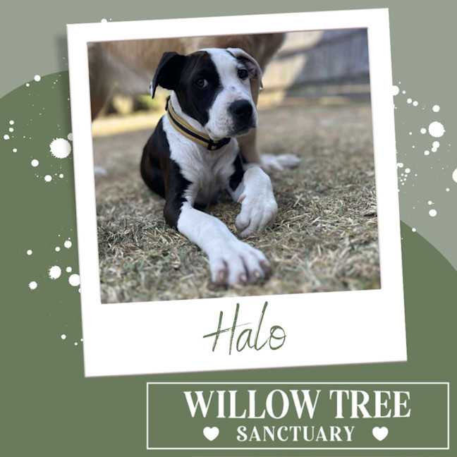 Photo of Halo