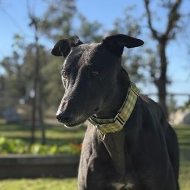 Photo of Prince (Prev. Krui) The Greyhound