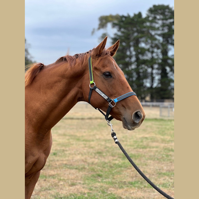 Photo of Miss Nibbles