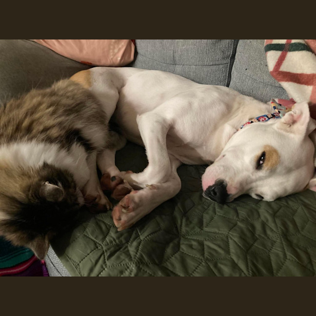 Photo of Koda