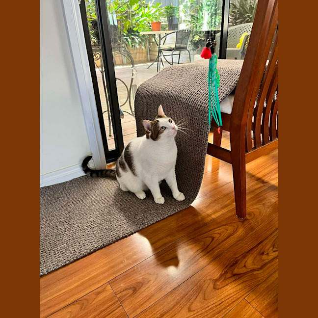 Photo of Chester   In Foster Care In Ashburton