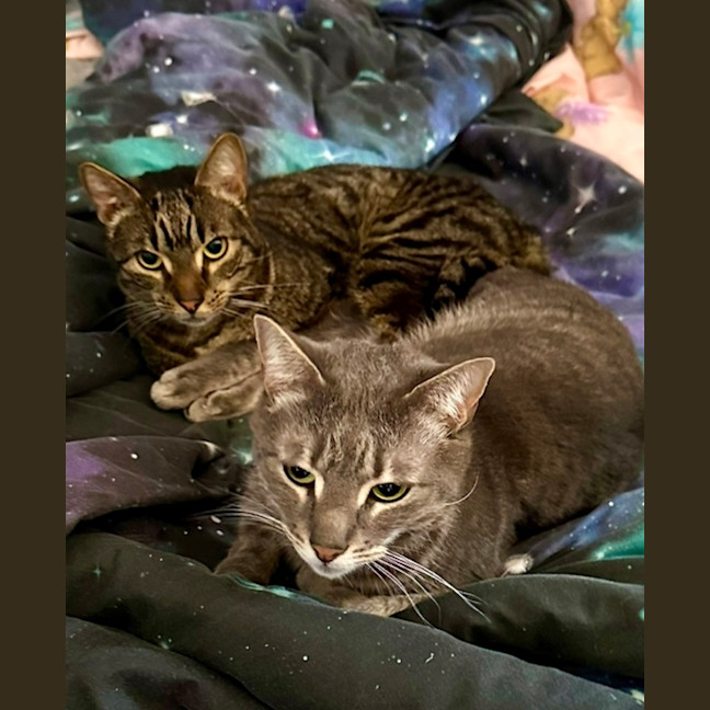 Photo of Turbo And Hiccup