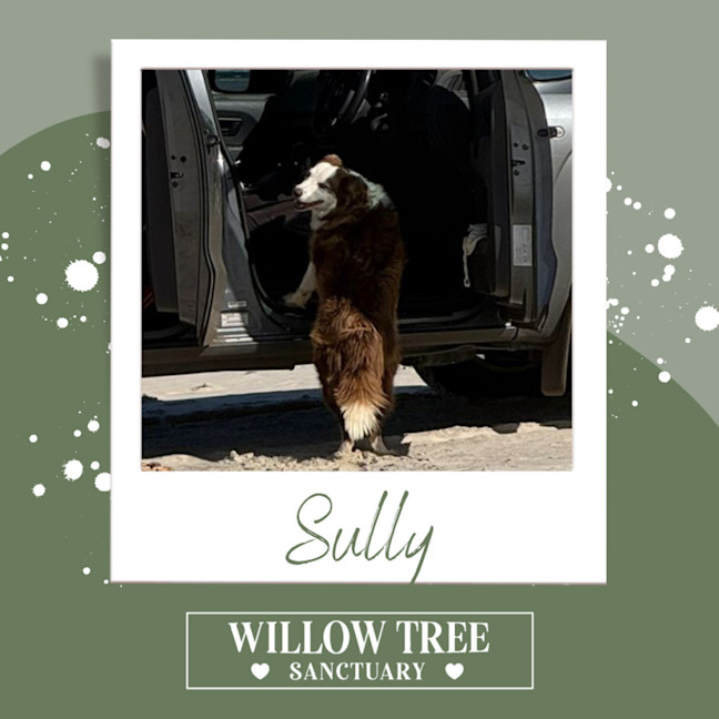 Photo of Sully