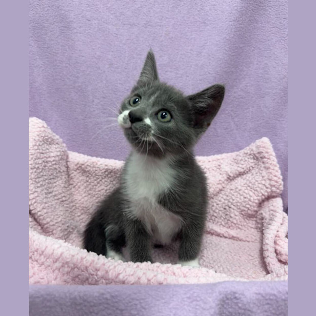 Photo of Beemo