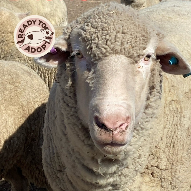 Photo of Family Flock